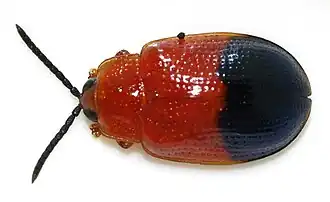 Description de l'image Callispa-elegans-02-fws.jpg.