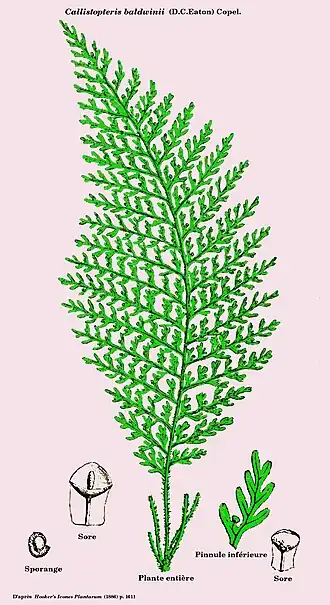 Description de cette image, également commentée ci-après