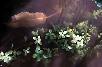 Description de l'image Callitrichestagnalis.jpg.