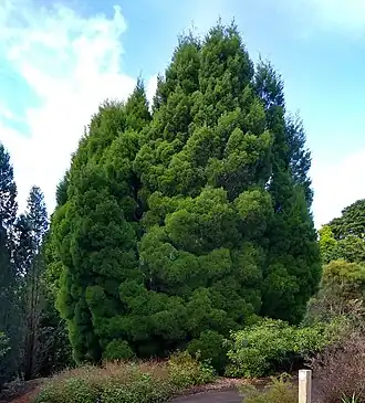 Description de l'image Callitris baileyi 1.jpg.