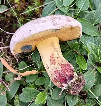 Le Bolet faux-radicant (Caloboletus kluzakii)