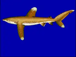 Dessin d'un requin longimane avec des nageoires et un aileron proéminents, se finissant en pointes blanches.