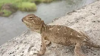 Description de l'image Calotes minor 146994649.jpg.