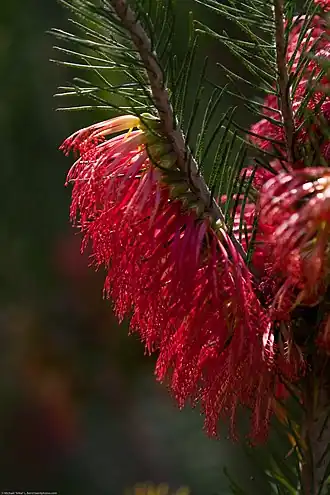 Description de l'image Calothamnus quadrifidus 1.jpg.