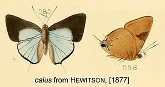 Description de l'image CalusFromHewitson1877.jpg.