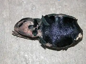 Description de cette image, également commentée ci-après