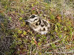 Poussin au sol, de couleur crème avec des taches brunes, bien camouflé dans la végétation alentour.