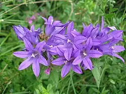 Campanule agglomérée, Campanula glomerata.