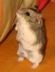 Hamster de Campbell