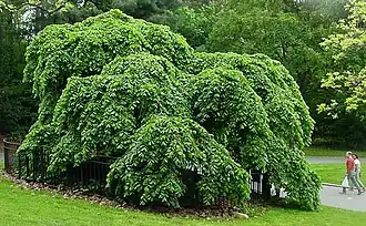 Varieté « pleureuse » (pendula) de l'orme de montagne.