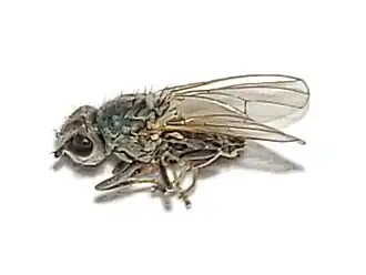 Description de l'image Canacea macateei.jpg.