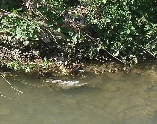 Canards sur l'Huveaune à Saint-Marcel (Marseille)