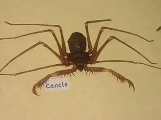 Description de l'image Cancle.JPG.