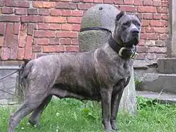 Cane Corso noir bringé.