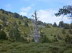 Arbre mort sur les pentes du Canigou (France).