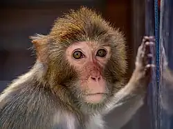 Cannelle, pensionnaire de la Tanière.