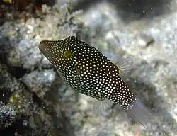 Canthigaster janthinoptera