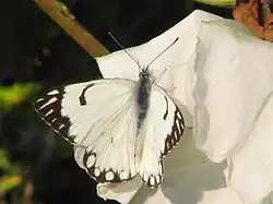 Belenois aurota à Agra