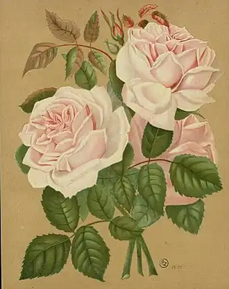 Image illustrative de l’article Capitaine Christy