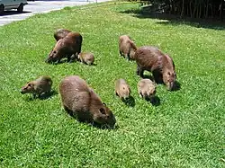 famille de Capybaras au bord d'une route