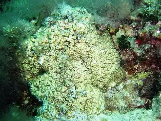 Cladocora caespitosa (Caryophylliidae).