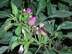 Variété conoides de Capsicum frutescens.