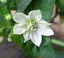 Fleur de Capsicum annuum.