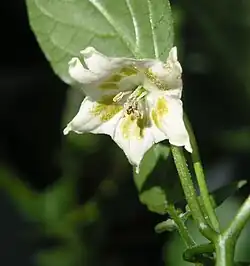 Fleur de Capsicum baccatum.