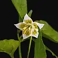 La fleur de la Capsicum baccatum