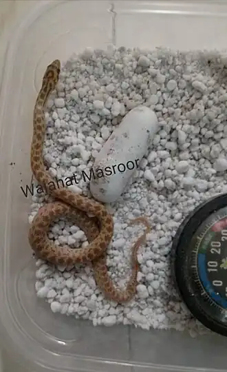 Description de l'image Captive born specimen.jpg.