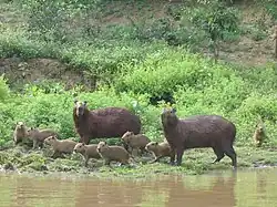 Famille de capybaras dans la région de Rurrenabaque en Bolivie.