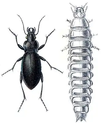 Description de cette image, également commentée ci-après