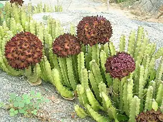 Description de cette image, également commentée ci-après