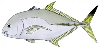 Description de l'image Caranx heberi.png.