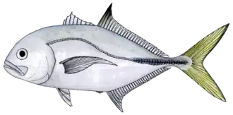 Description de l'image Caranx latus.PNG.