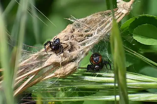 Synema globosum ♂ à gauche & ♀ à droite