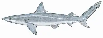 Description de l'image Carcharhinus isod.JPG.