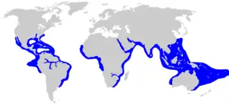 Description de l'image Carcharhinus leucus distmap.png.