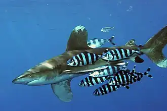 Un requin longimane accompagné d'un groupe de poissons ayant des rayures verticales noires et blanches et une nageoire caudale coupée en deux.