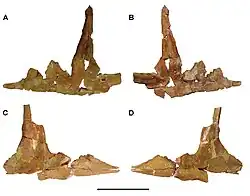 Vue en deux côtés de deux des os jugaux d'un dinosaure théropode sur fond blanc.