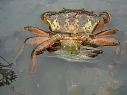 Accouplement de C. maenas. image montrant les positions respectives de l'abdomen femelle, vert, au premier plan, et de l'adomen mâle, rouge.