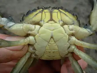 C. maenas mâle en livrée "verte" (nuance jaune vert pour la face ventrale). L'animal a mué récemment.
