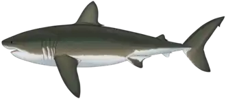 Dessin reconstituant Cardabiodon ricki