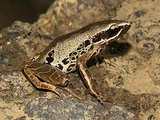 Description de l'image Cardioglossa leucomystax04.jpg.