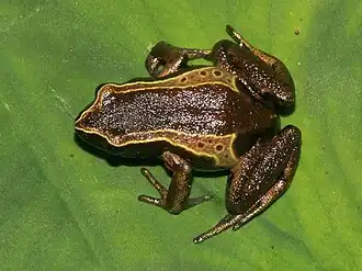 Description de l'image Cardioglossa oreas02.jpg.