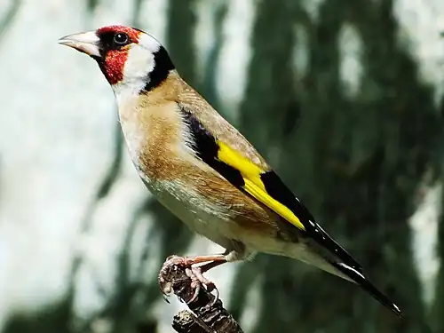 Adulte Carduelis carduelis.