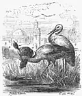L'histoire du calife cigogne par Carl Offterdinger, 1869
