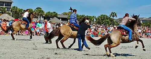 Photographie d'une démonstration avec des Carolina Marsh Tackies.