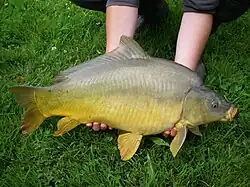Un gros poisson lisse, verdâtre à reflets mordorés