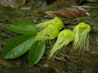 Description de l'image Caryocar costaricense.jpg.